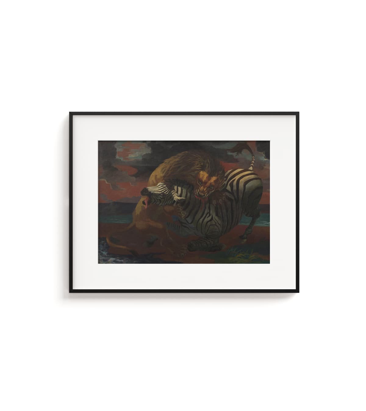 Lion and Zebra